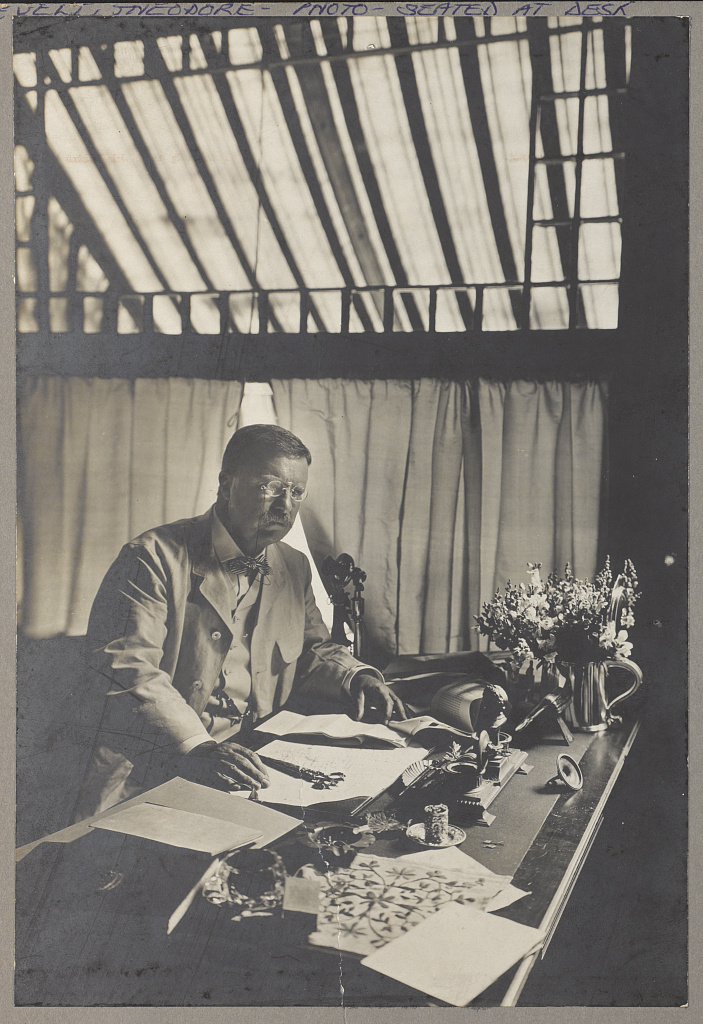 Theodore Roosevelt working at his desk at Sagamore Hill, Oyster Bay, N.Y. in 1905