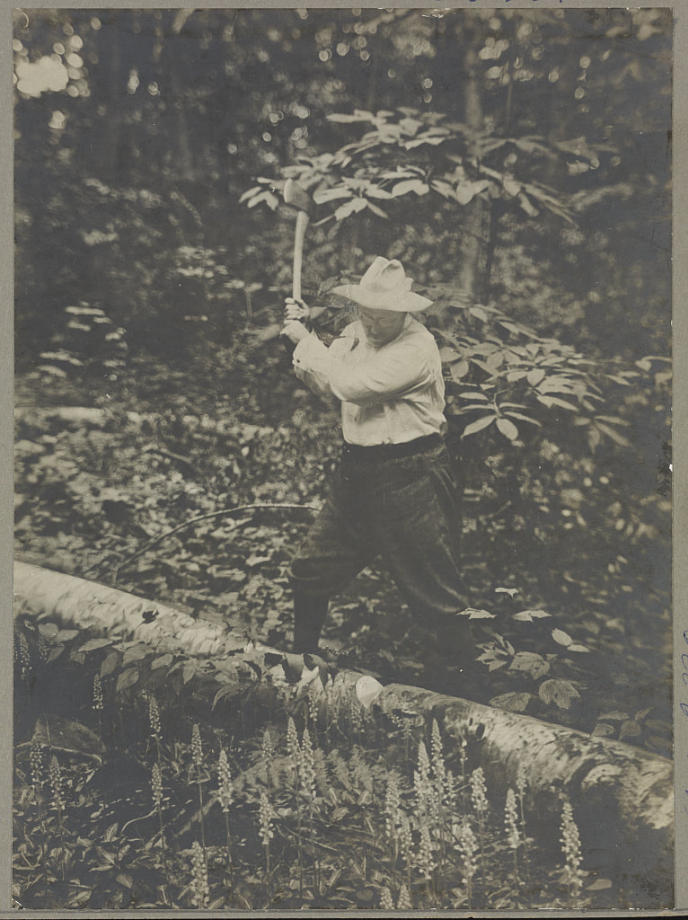 Theodore Roosevelt chopping fallen tree. 1905 